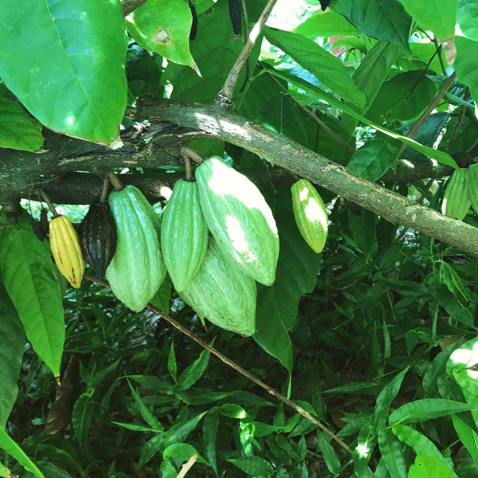 Cacao coming back post Hurricane Maria.