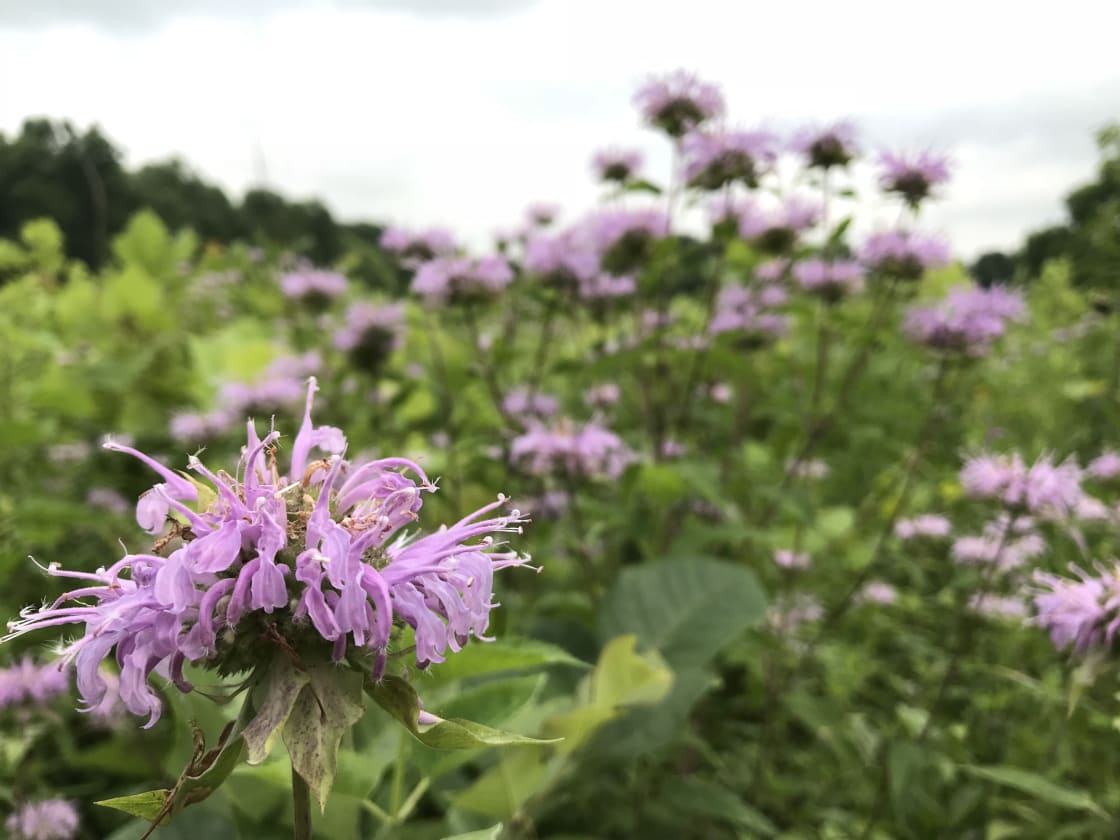 Wildflowers abound here at the farm! Look for spring ephemerals in the woods, asters blooming in our pasture, and more.