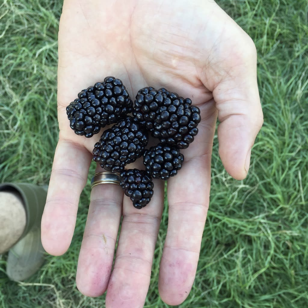 A sample of our enormous blackberries!
