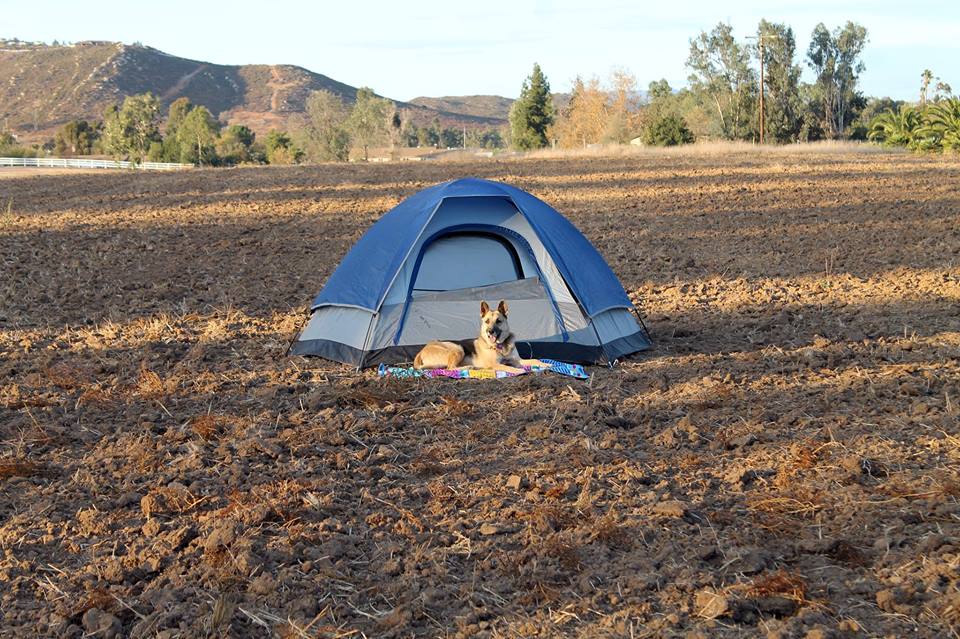 Tent site with our dog (Summer).