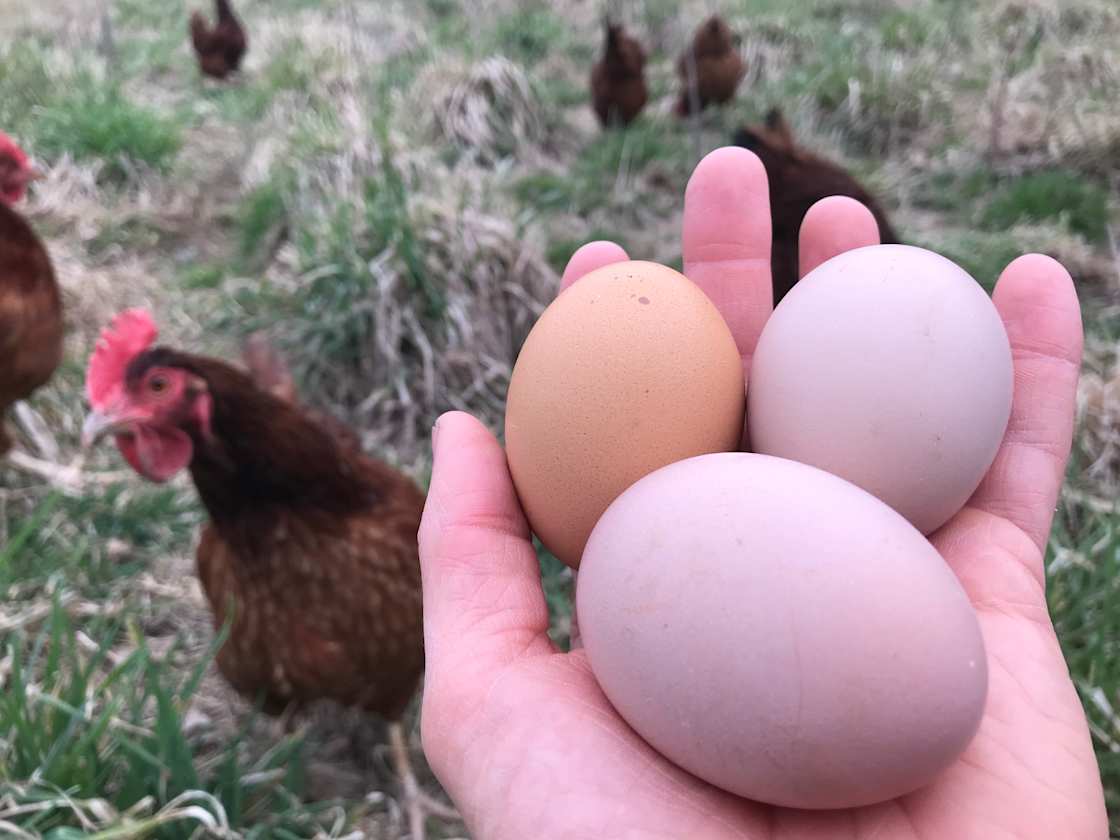 You can purchase eggs, pork, turkey, lamb, and chicken from our farm. We raise our animals outside on pasture. We move them to fresh pasture almost every day, and feed a non-GMO feed. Learn more about our farm at www.nightfallfarm.com.