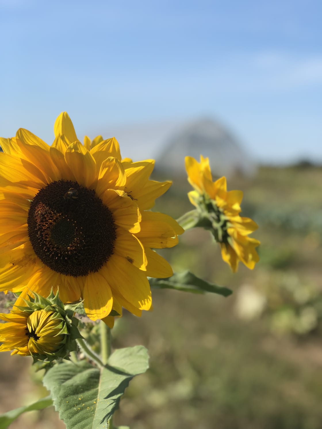 Come mid summer enjoy a walk through the pollinator habitat and enjoy the blooms of summer. Half the farm is dedicated to space for our beloved pollinators.