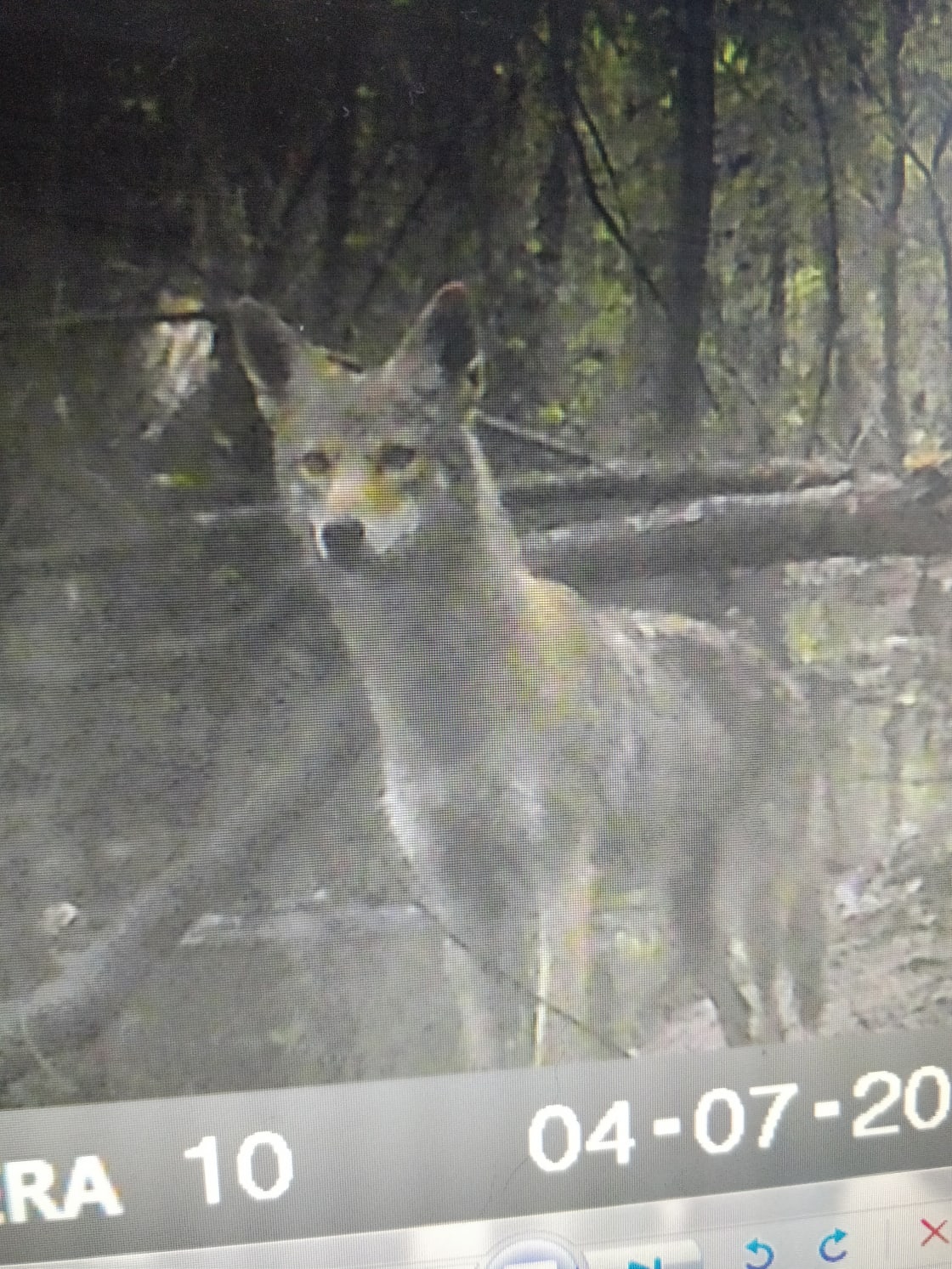 Our trail cam captured a picture of this little guy. 