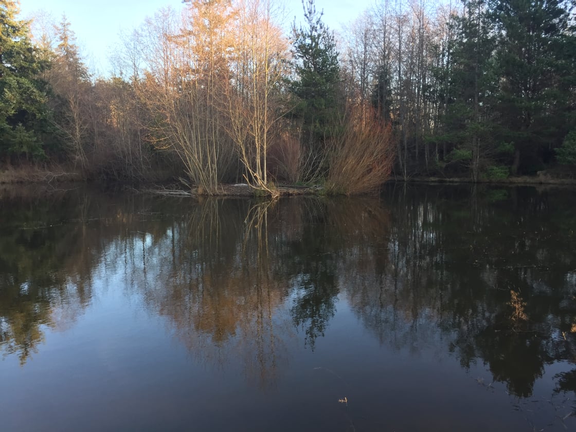 The pond in early spring