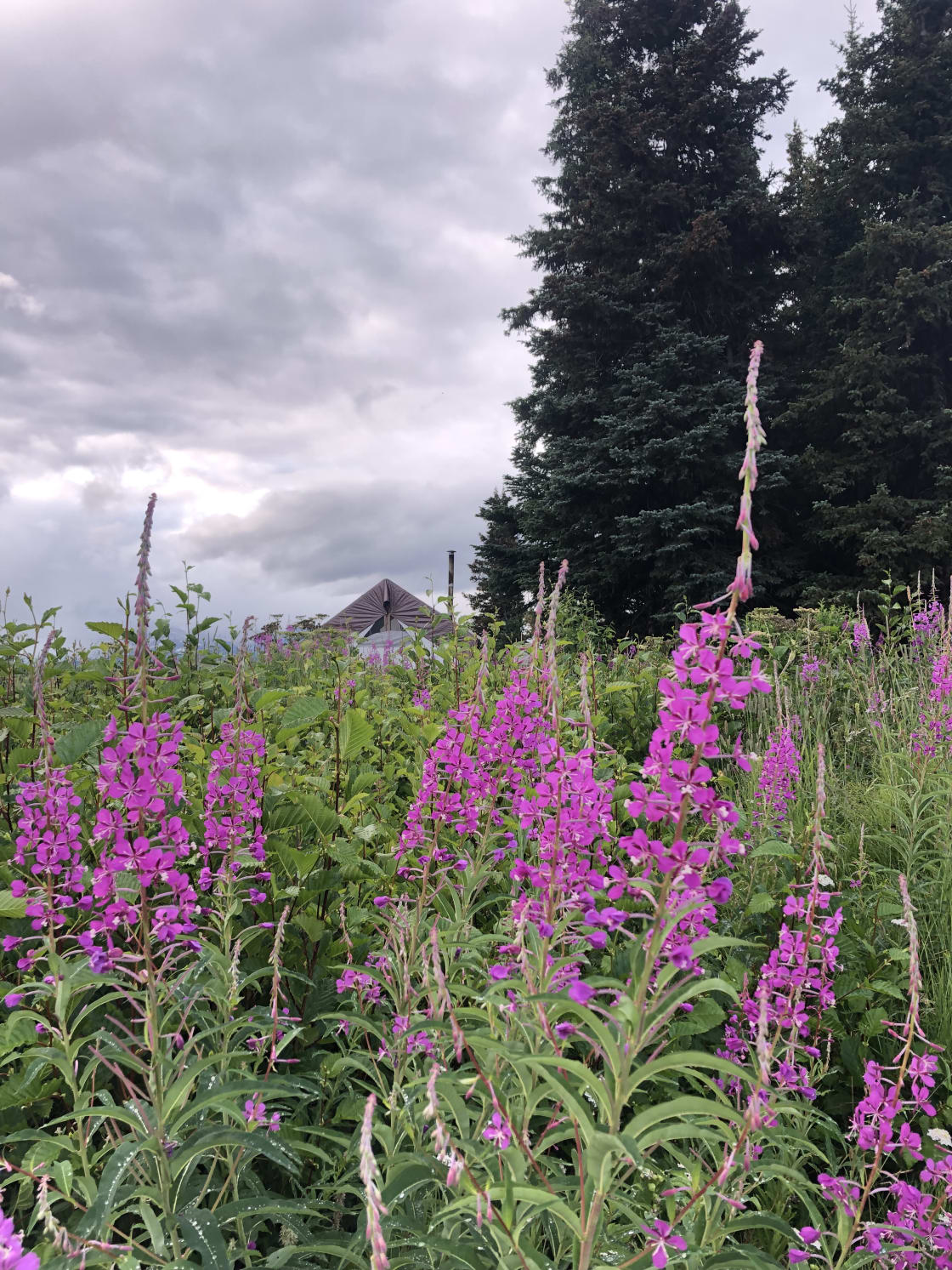 Fireweed galore and you can see the top of the wall tent we stayed at- with the little chimney 