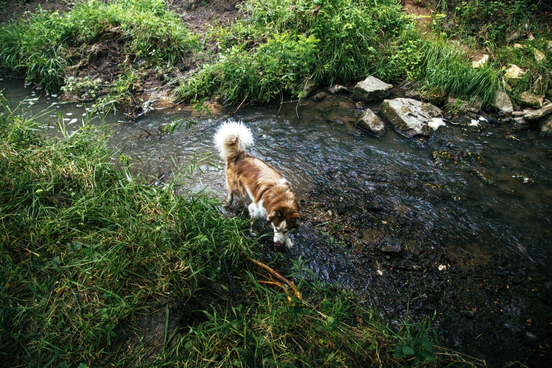 Kodak loving the creek!