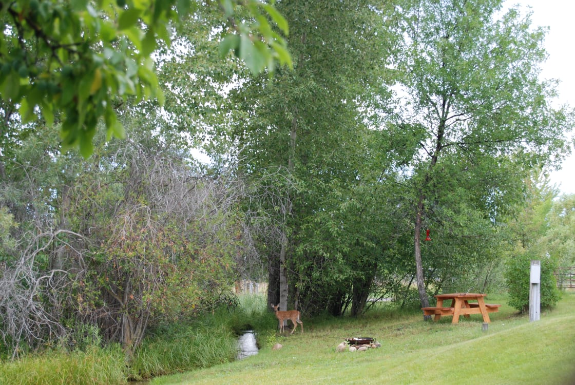 This morning I saw one of the twin fawns grazing in the campsite.  I am sure mom and twin was just across the stream in the trees.