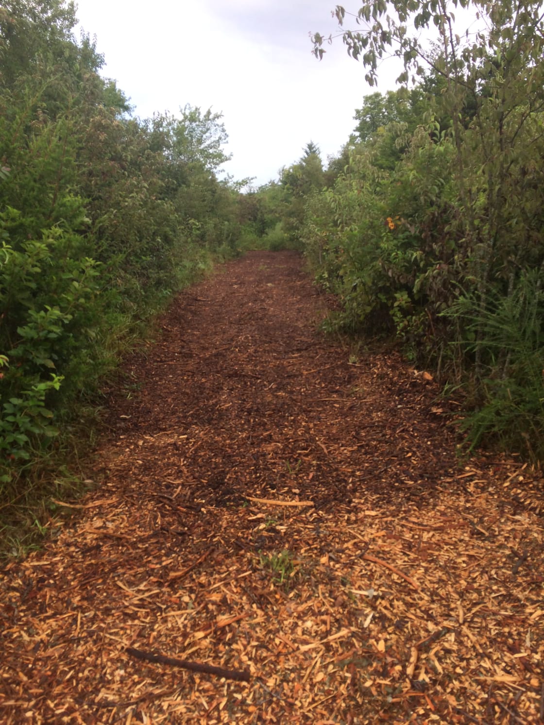 Woodchiped walking trail 