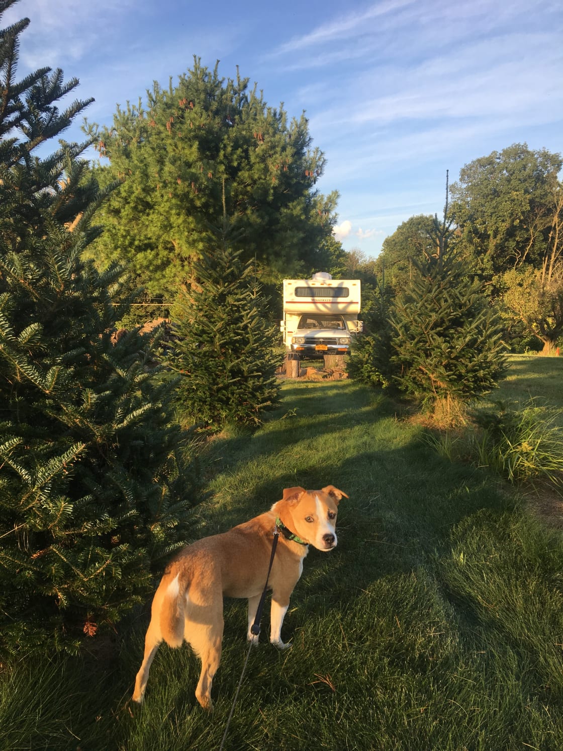 Christmas Tree Farm with Views