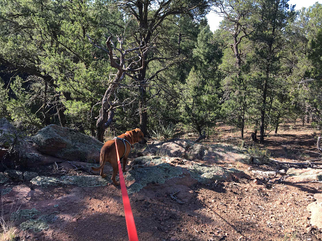 Santa Fe Treehouse Camp