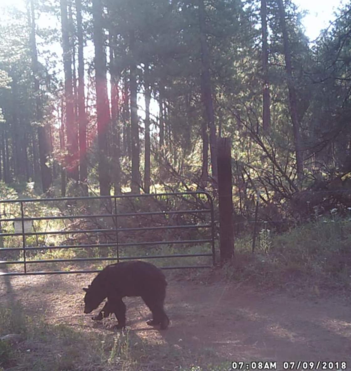 Game Cam caught a Black Bear walking through camp