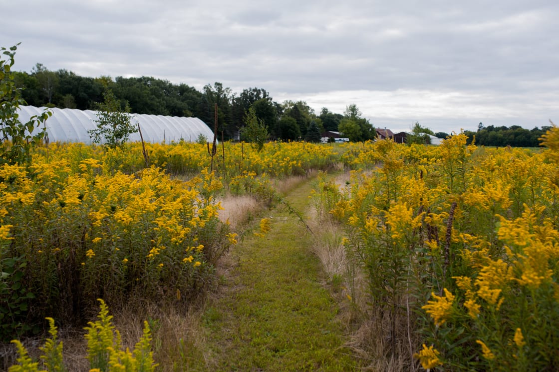 The pollinator field path is a highlight of the farm.