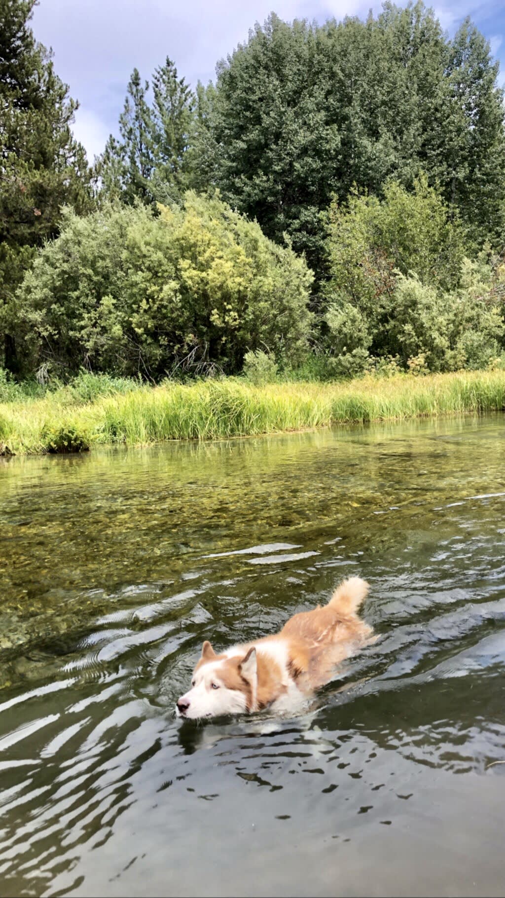Swimming in the creek.
