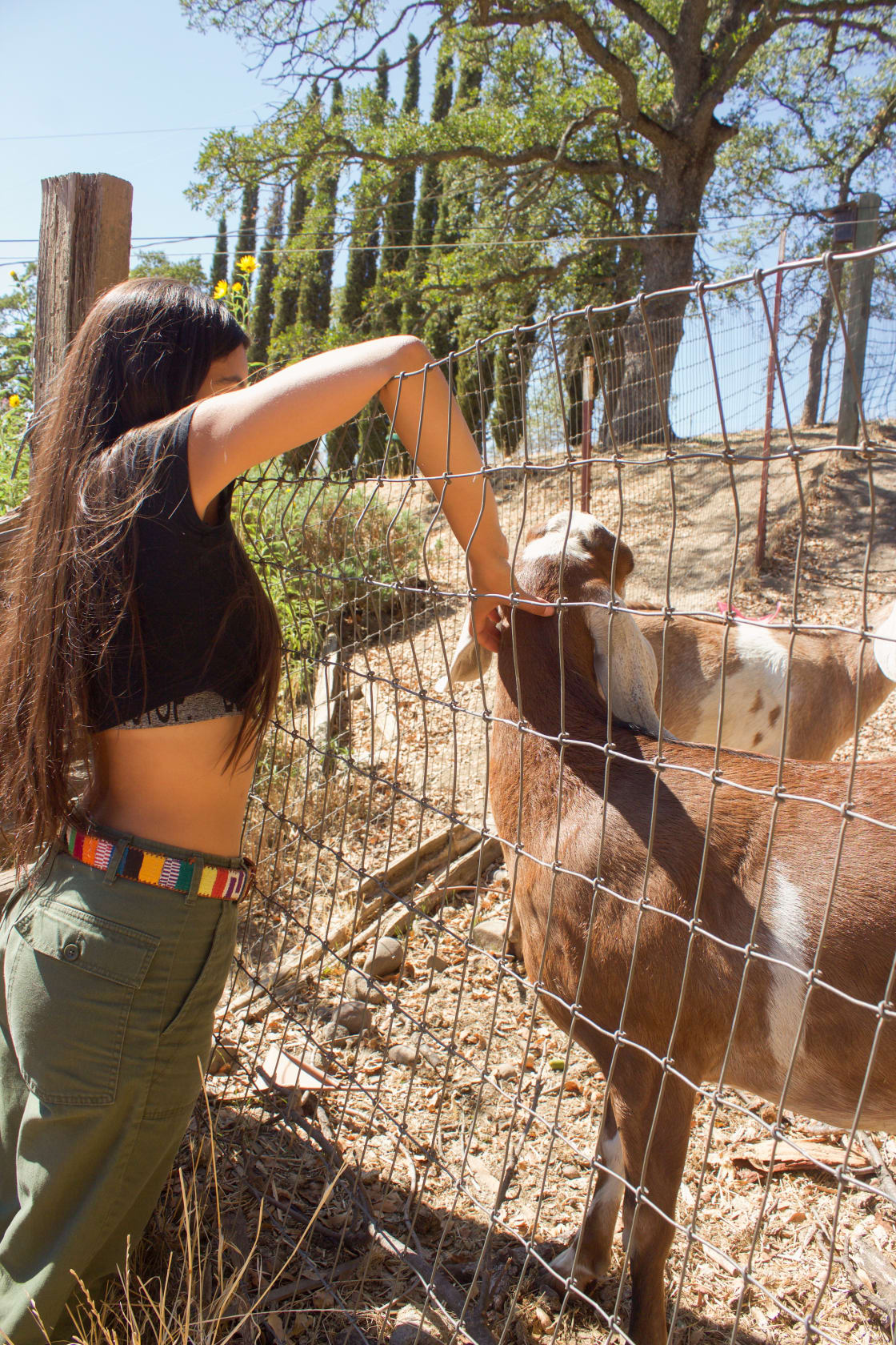 Besides the horses that were roaming free, we got to see and hang out with some of the goats on the property as well! Loved being able to be just steps from nature and animals at this place. 