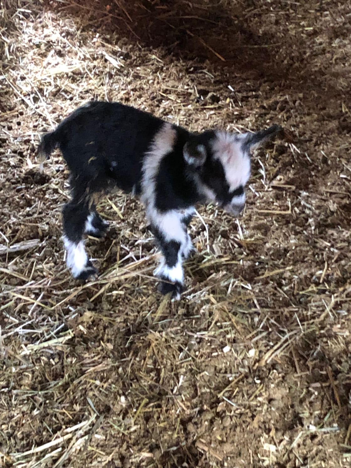 Baby goats in the spring! 