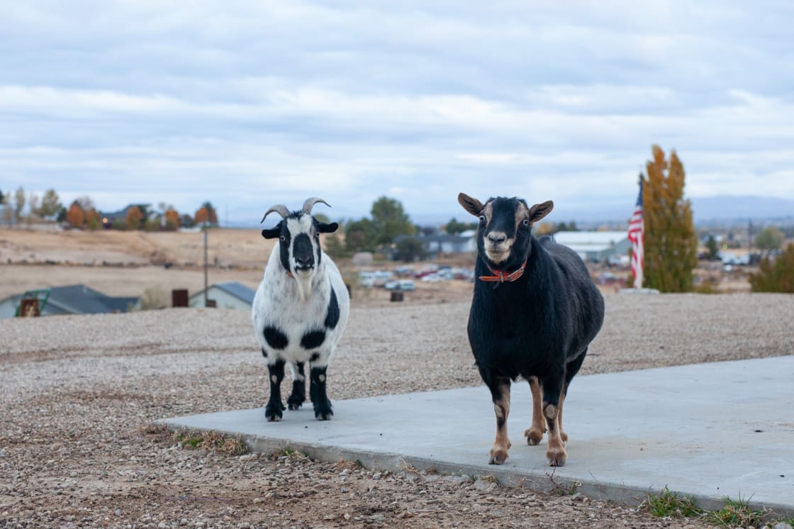 A charming goat couple that were curious but kept their distance.