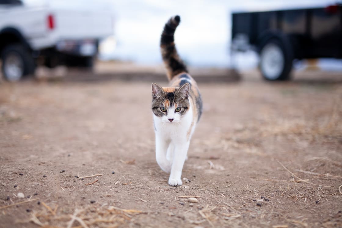 There are several friendly, playful farm cats!