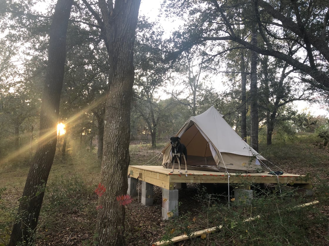 Canvas glamping tent available for extra -- ask about futon mattress, pillows, comforter, sleeping bag, camping chairs, and lights or other extras. *Dog Not Included*