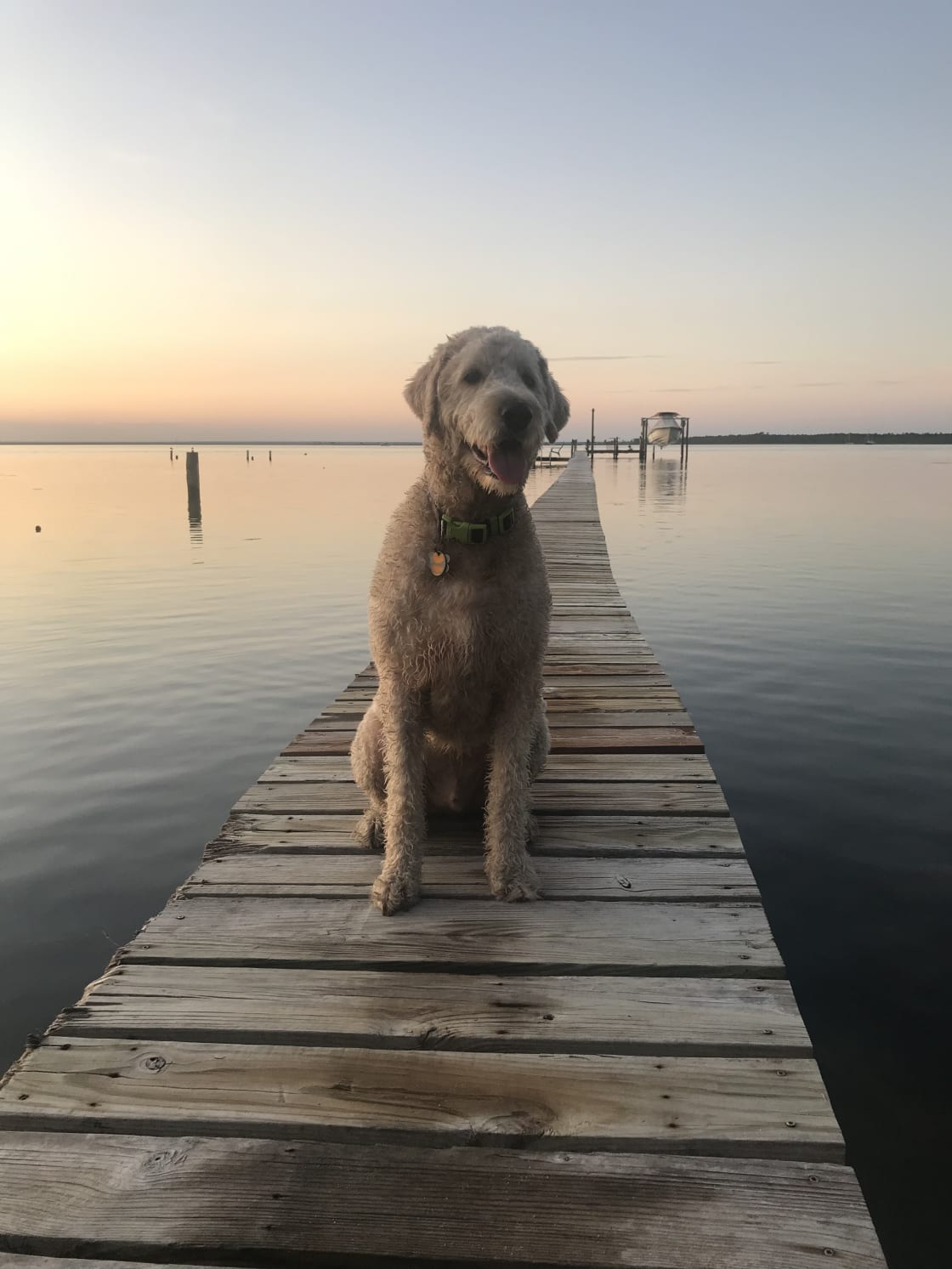 Teddy on the dock.