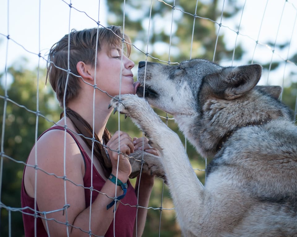 Wildheart Homestead is home to several unique canines, including a pack of wolfdogs. All our animals are safely contained and do not interact with HipCampers unless supervised by hosts Sarah and Danny. Meet-and-greets are available upon request!