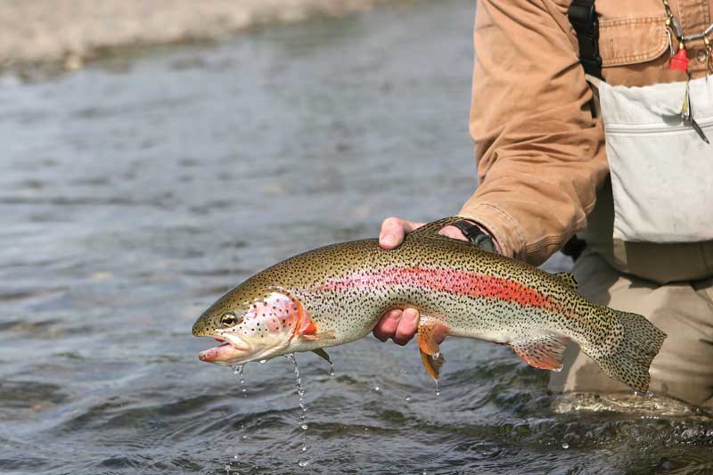 The Llano River boasts some of the best fly fishing in Texas.  Photo credit: Texas Parks and Wildlife Department