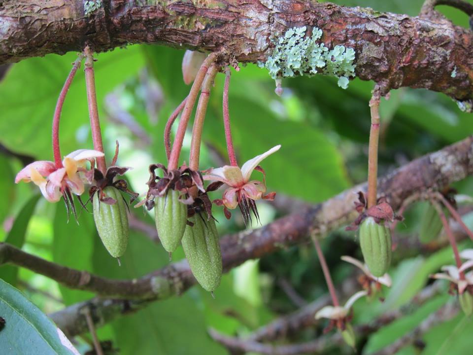 Flowering Cacao 