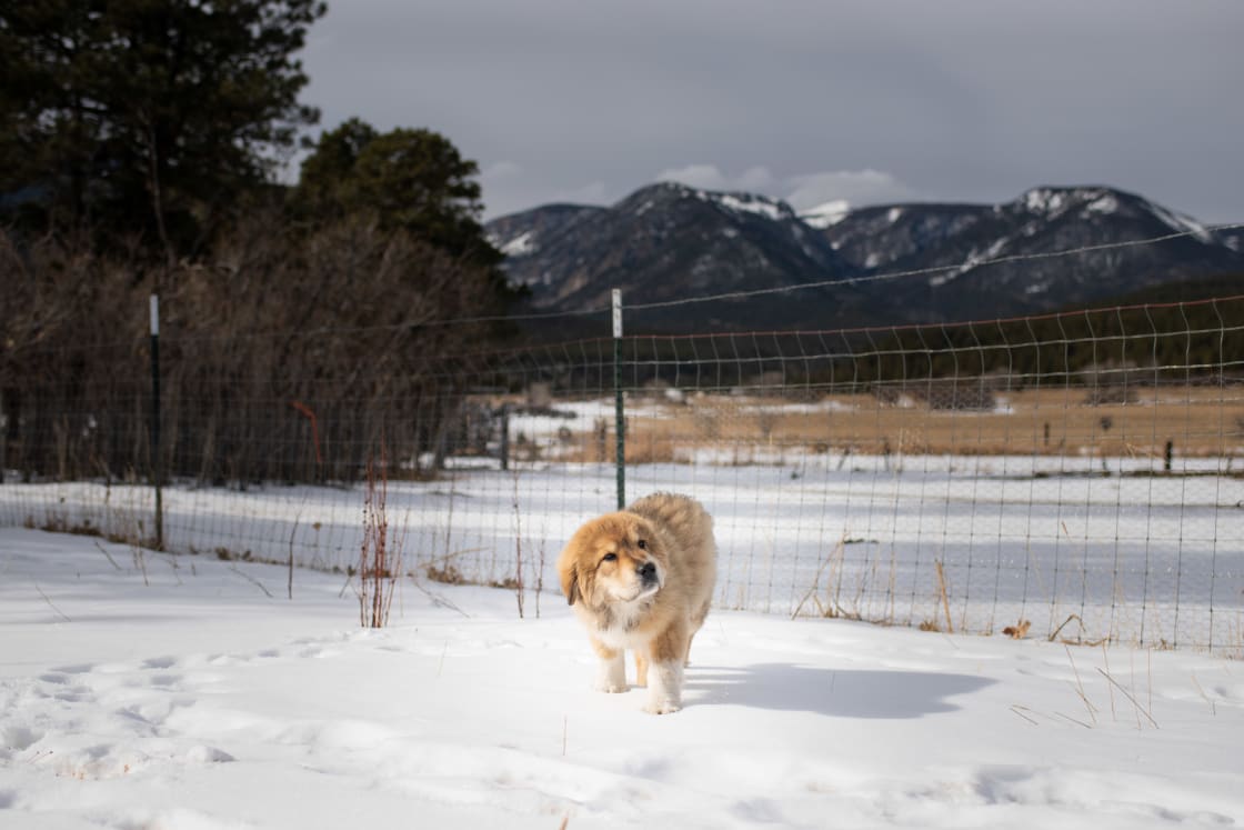 The livestock guardian dogs have very important jobs- to guard the livestock. Although they want love and pets, it distracts them from their jobs. Although it was tough not to give this little guy some love, we had to leave him to his training!