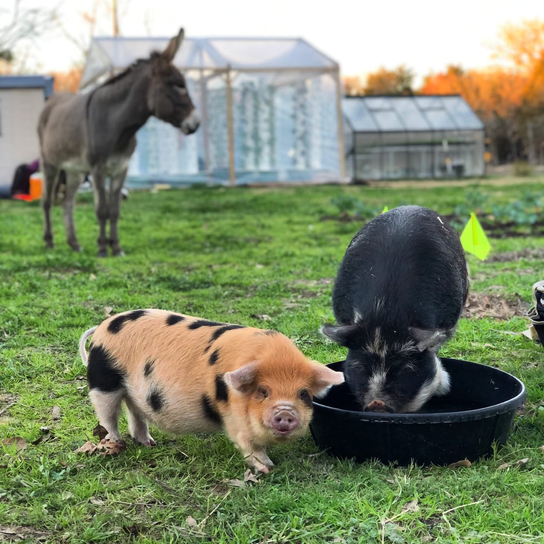 Kunekune pigs Bertha and Rupert and guard donkey Ruth would love to meet you on the farm tour!