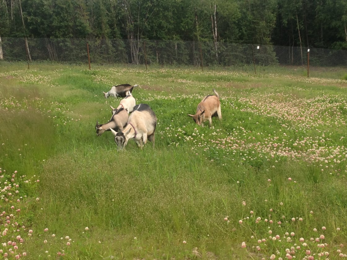 In summer months, we let our alpine dairy goats graze in the pastures just below the tiny house. 