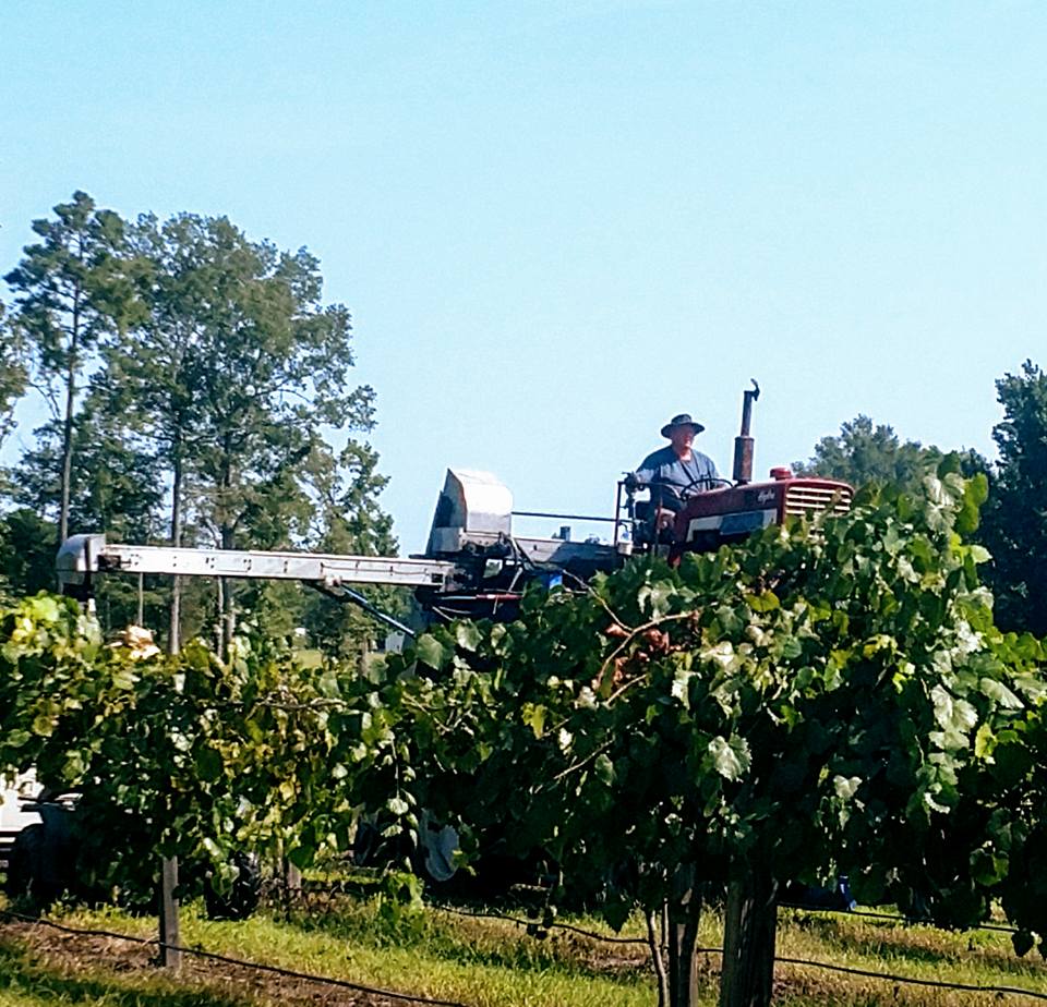 Harvest time at the vineyard. 