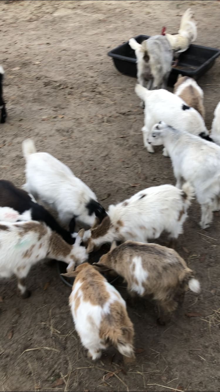 Goat House Farm