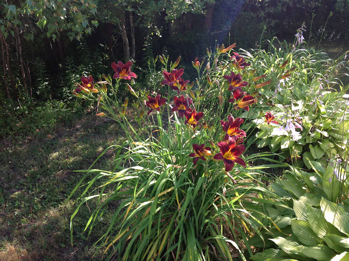 Lilies near main house