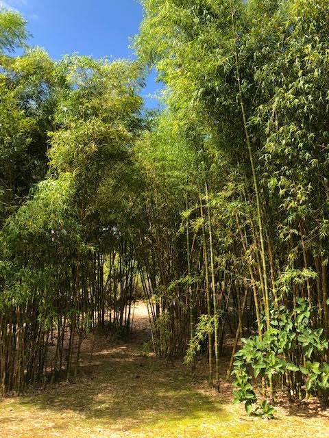 Bamboo forest to stroll through.