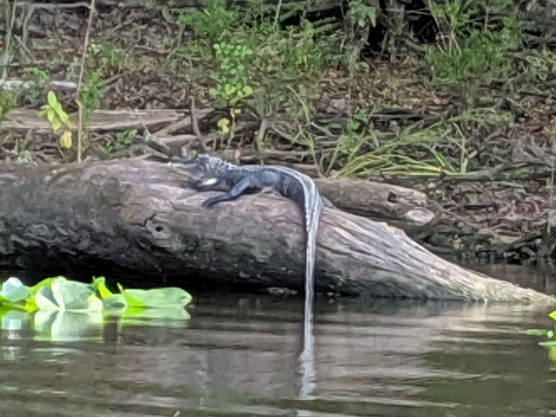 Gator sighting on the Suwannee River!