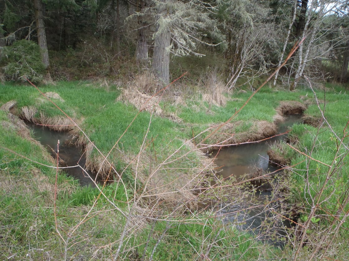 Nice meanders in the creek between sites 1 and 2.  Maybe you will see a beaver!