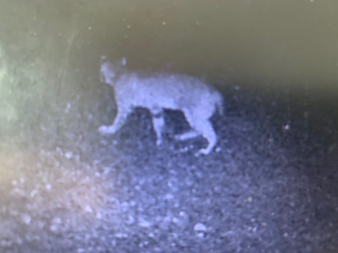 bobcat in the driveway