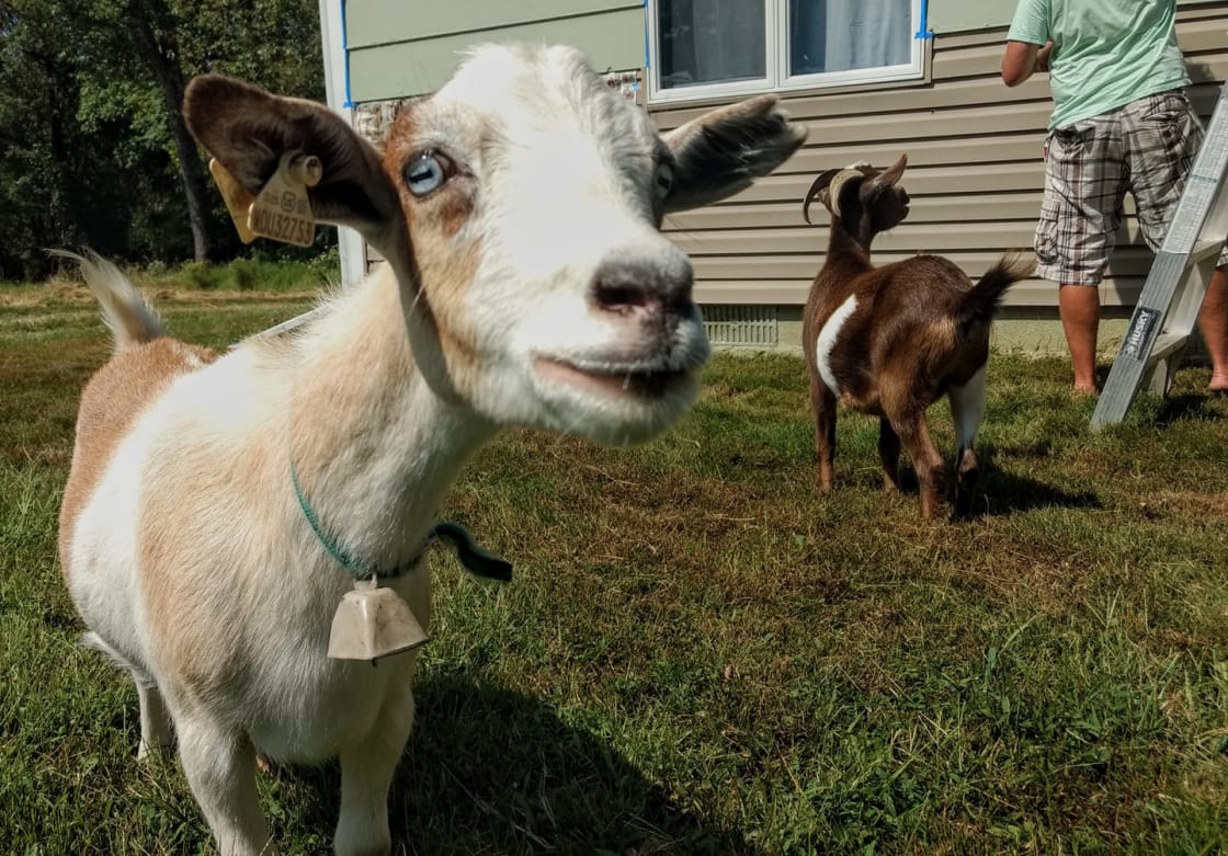 Our goats will likely say hello and ask if you have a banana peel or apple core for them.