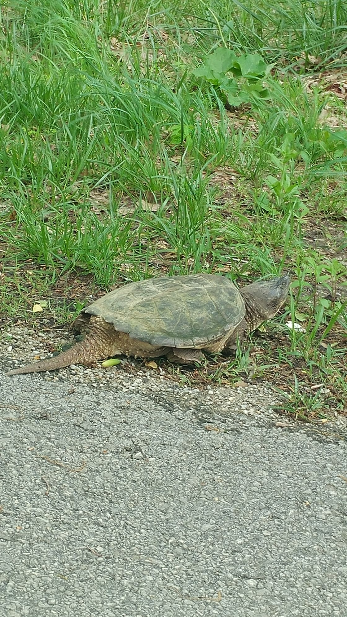 Turtles are plentiful on Blue River!