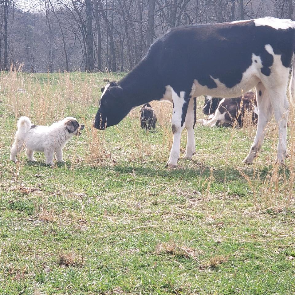 Friendly livestock around the farm