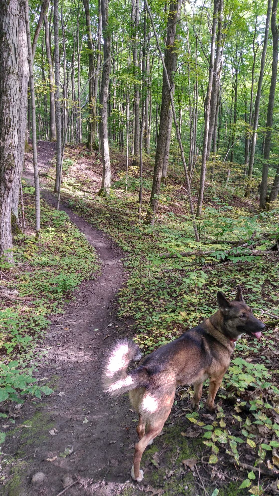 Bomber inspecting the trail for squirrels