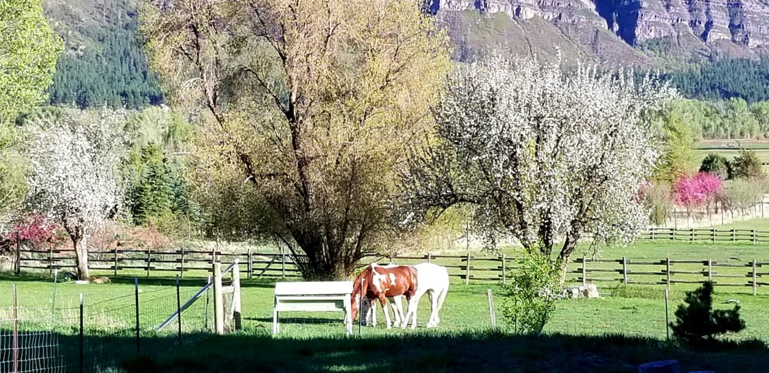 horses near apple trees and honey bees
