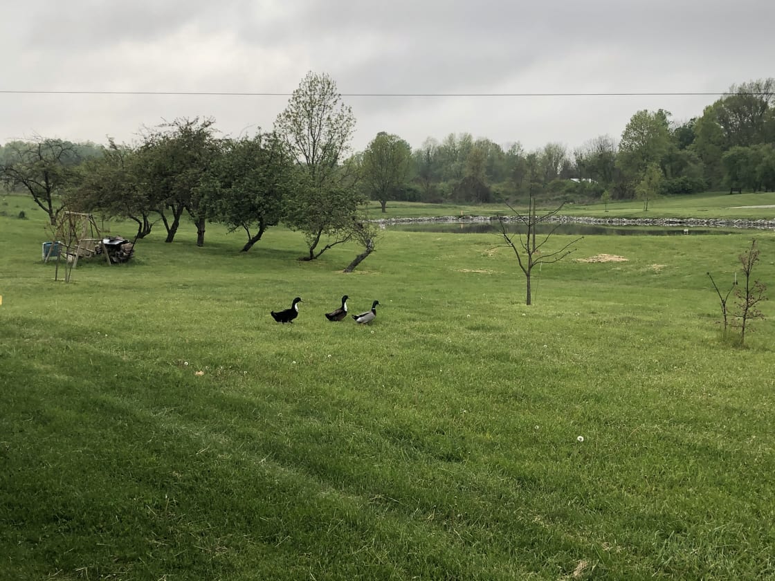 Ducks on property 