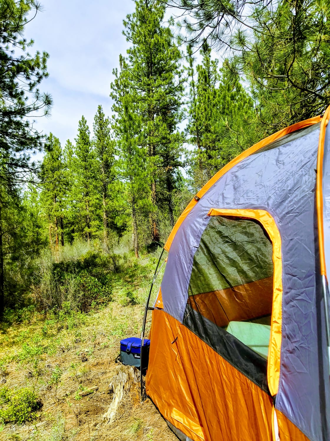 Forest Camp, peaceful splendor