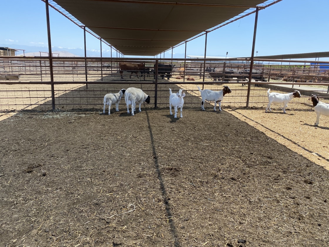 Cowboy Land & Livestock