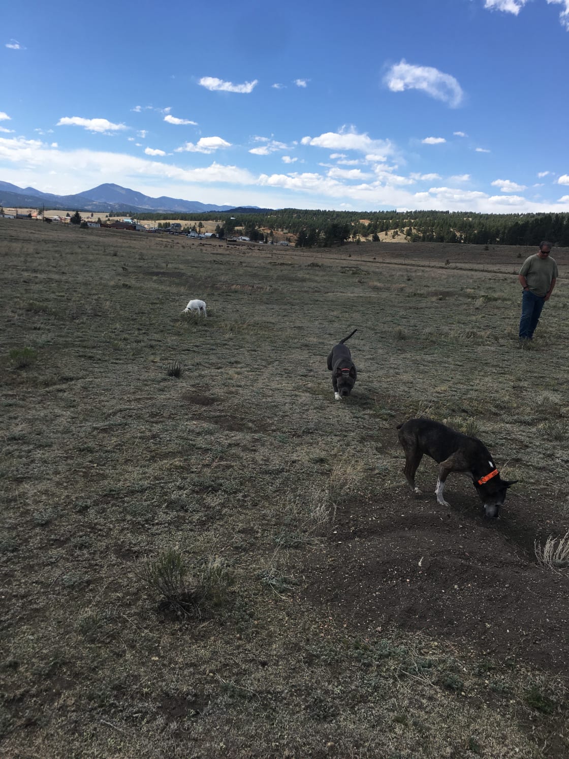 Our dogs loved running through the open field and checking out prairie dog holes.