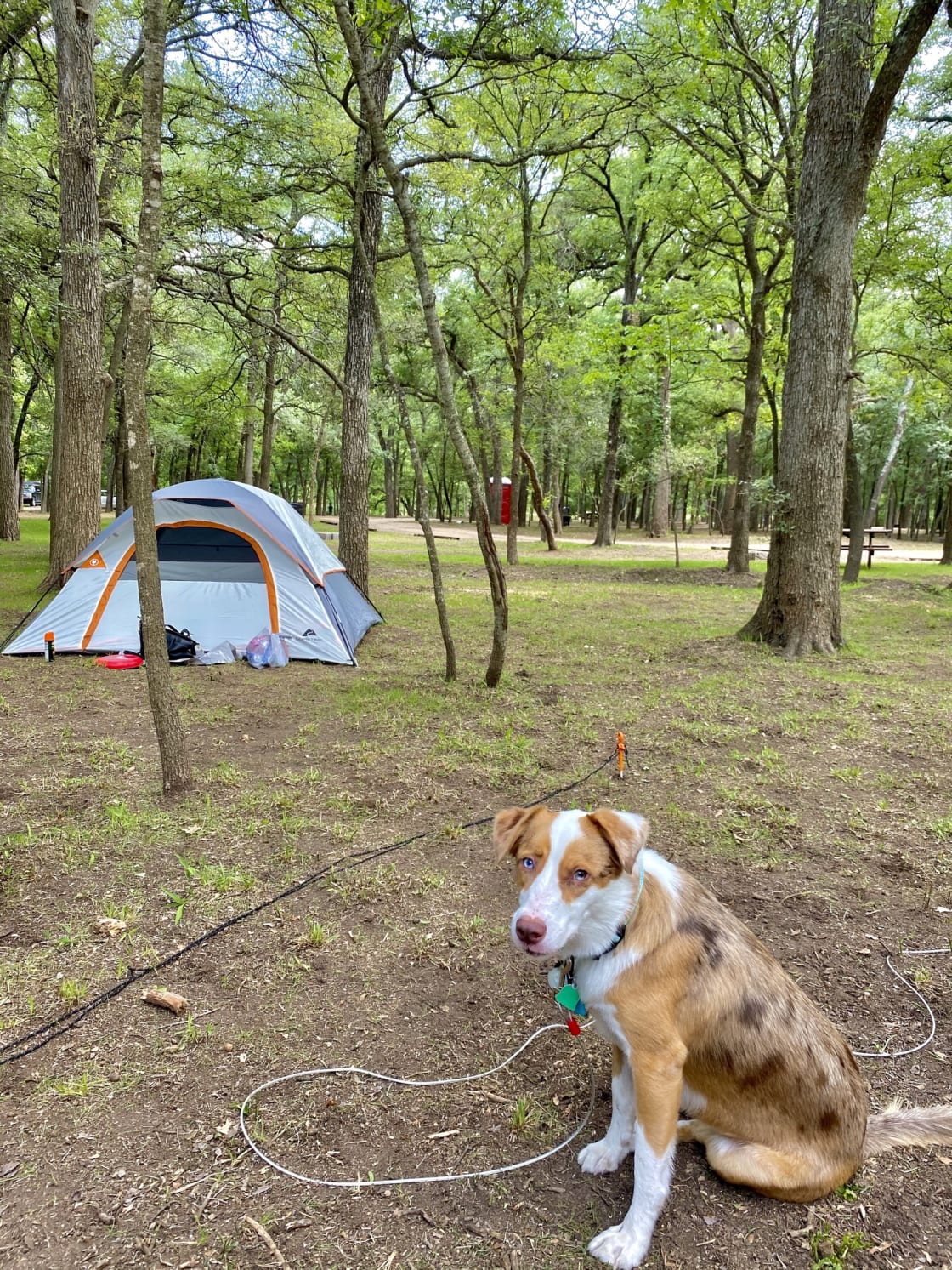 Lily enjoying her first camping trip!