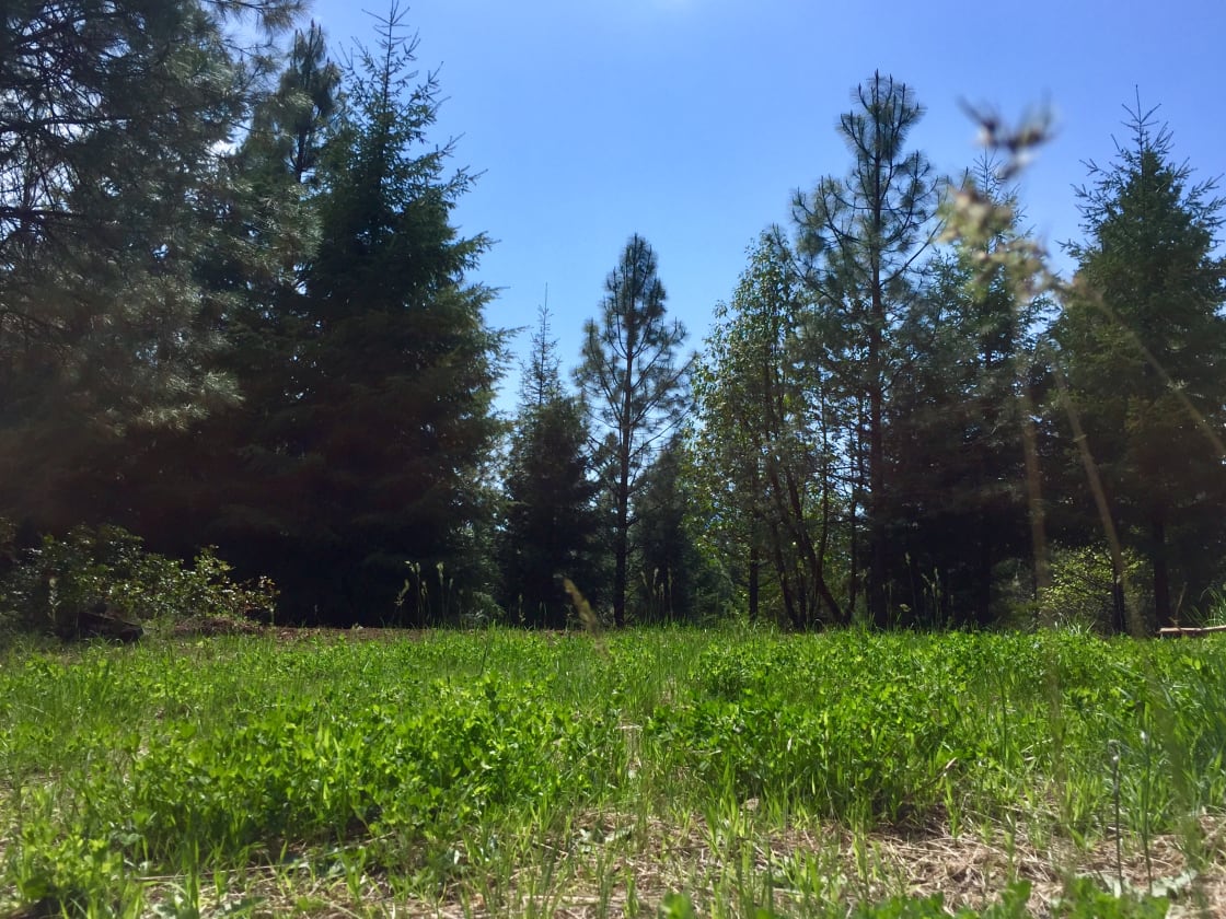 An open meadow RV site surrounded by woods and wildlife