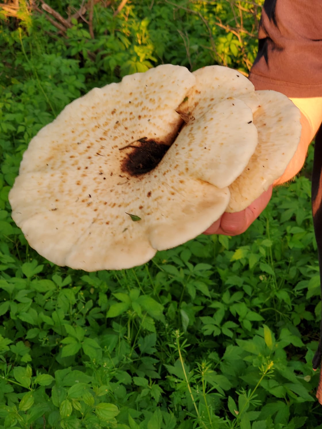 Mushrooms can be found on your walk. 
