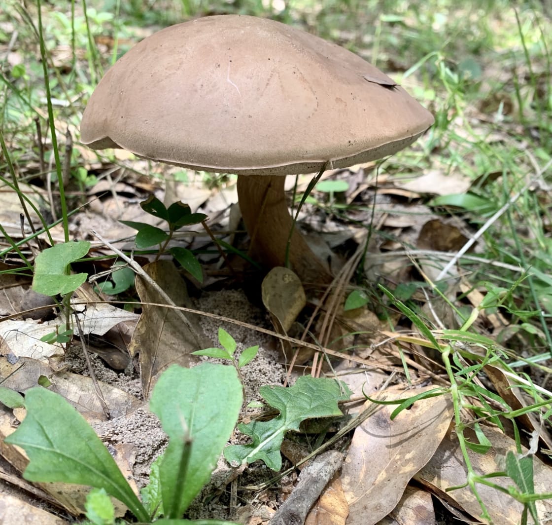 Adorable little mushroom near
Our camp site!