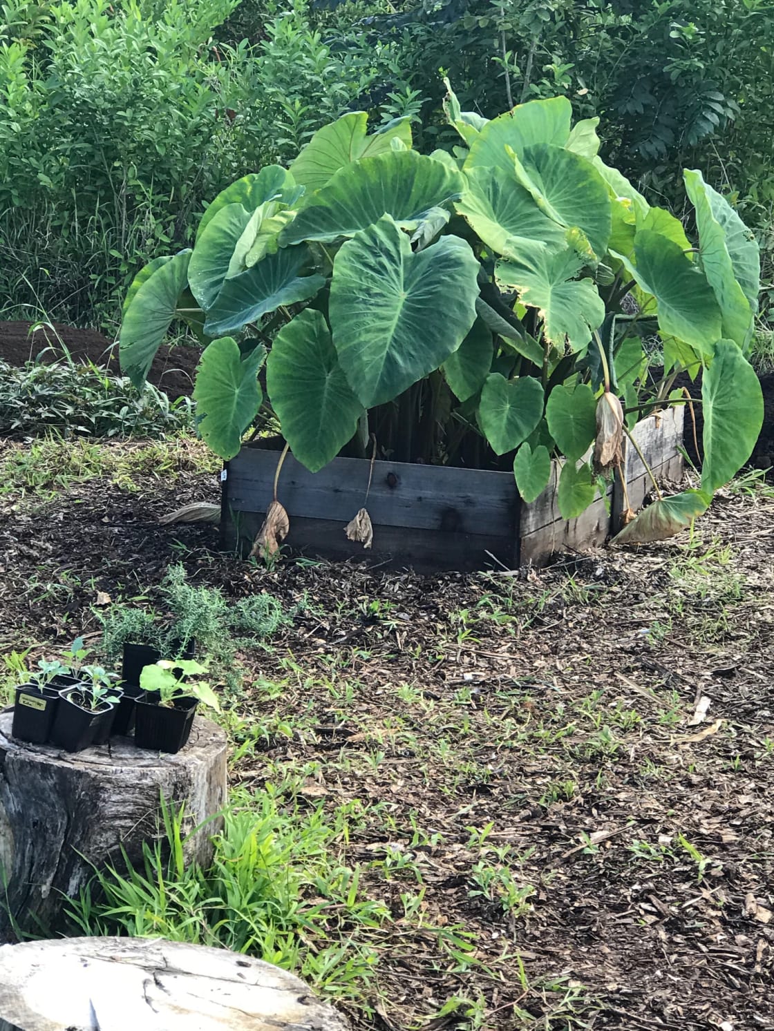 This is a photo of Taro, traditionally called Kalo, a plant who's root has been used by the native Hawaiian people as a everyday food source, as well as ceremonially for centuries.